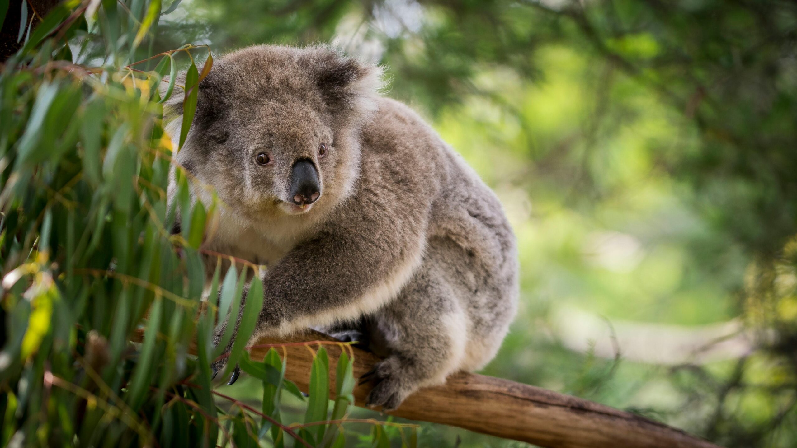 Sabiduría aborigen, drones e IA para proteger de los incendios a los koalas de Australia