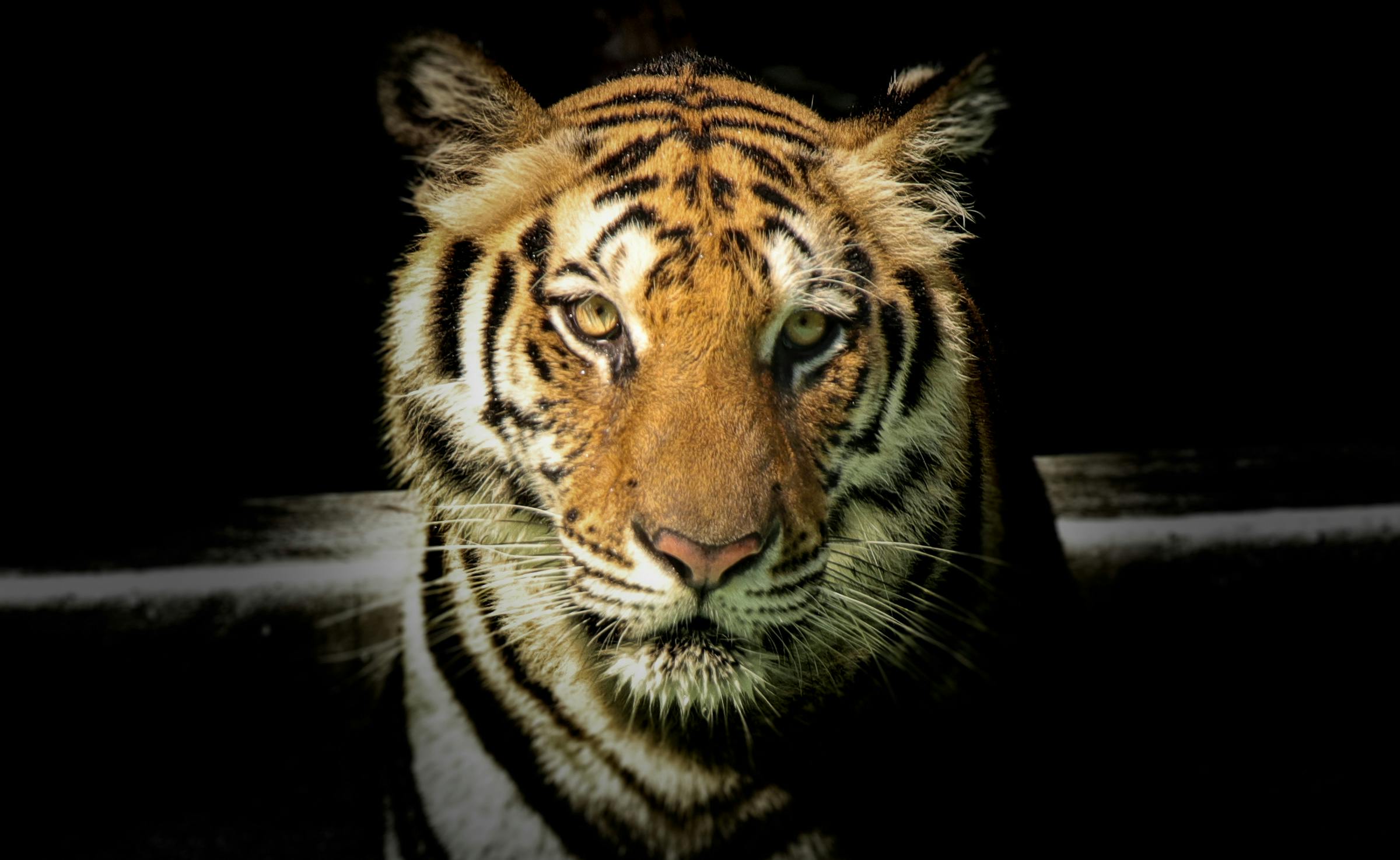 La población de tigres aumenta un 74 % en 13 años, pero sigue amenazada por el tráfico ilegal