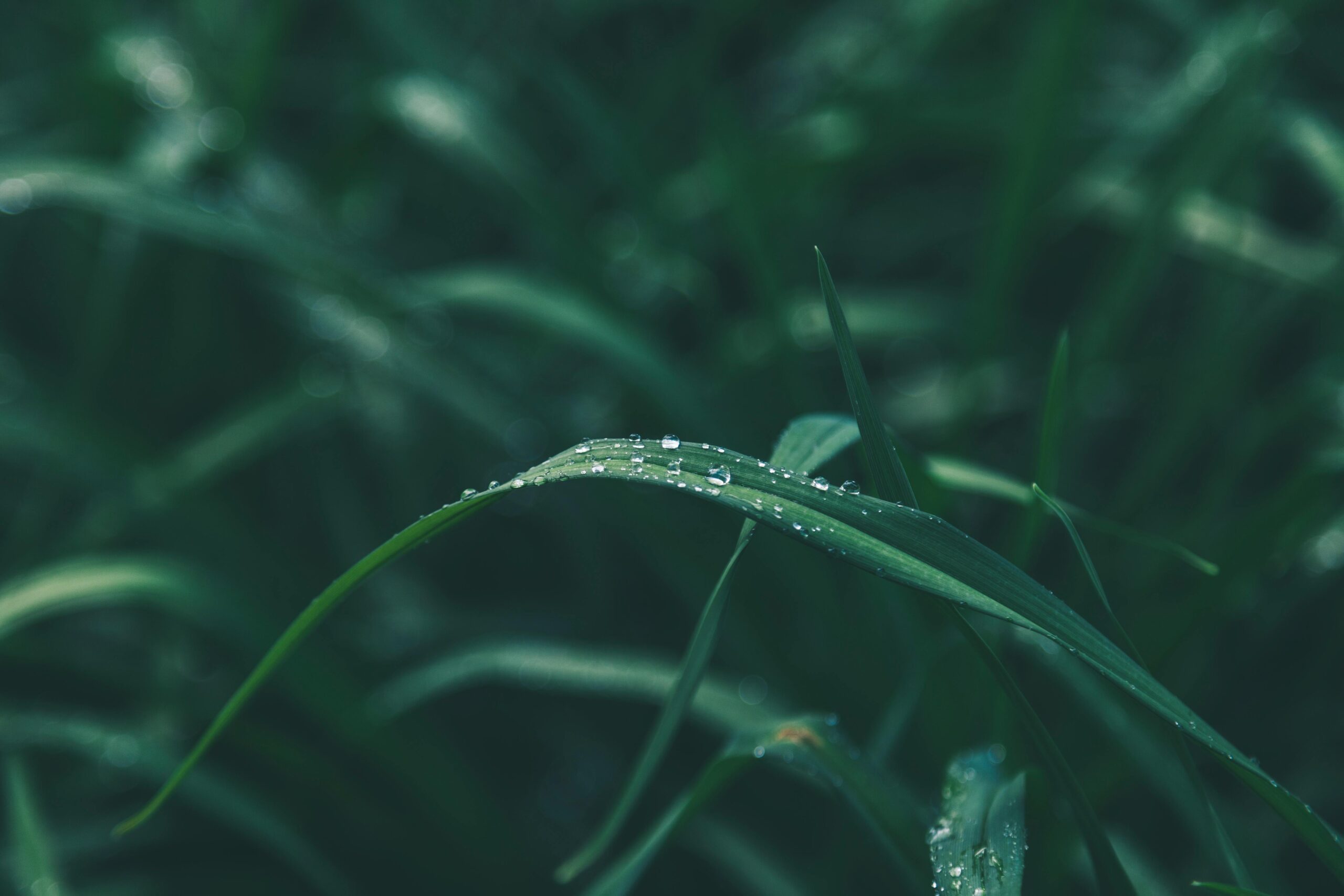 Incorporar la gestión de la naturaleza en su estrategia, una oportunidad para las empresas