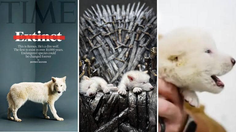 Renace el lobo huargo: Khaleesi y sus hermanos traen de vuelta una especie extinta