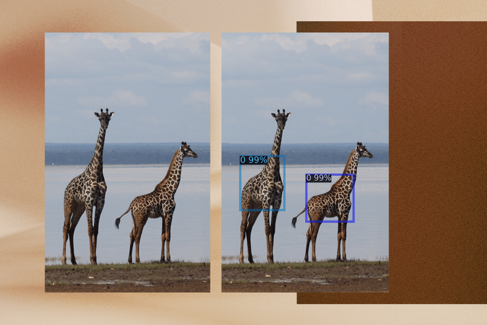 Cómo la Inteligencia Artificial está ayudando a proteger a las jirafas en Tanzania