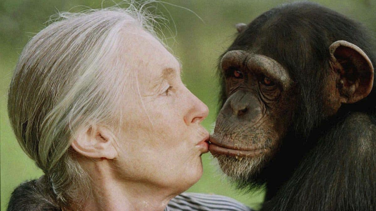 El mundo despide a Jane Goodall y su legado que trasciende generaciones