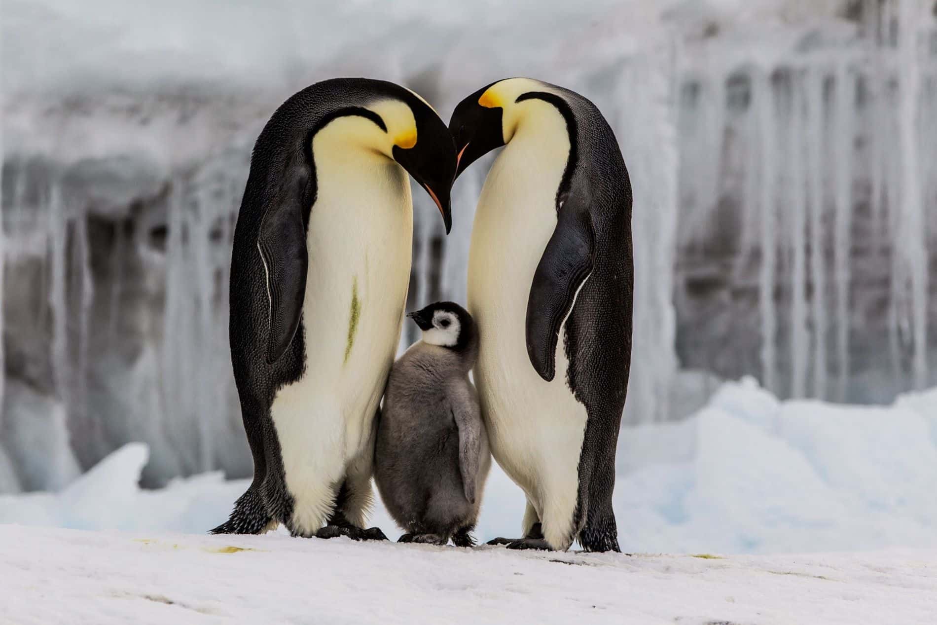 Los pingüinos antárticos adelantan su reproducción por el aumento de temperaturas
