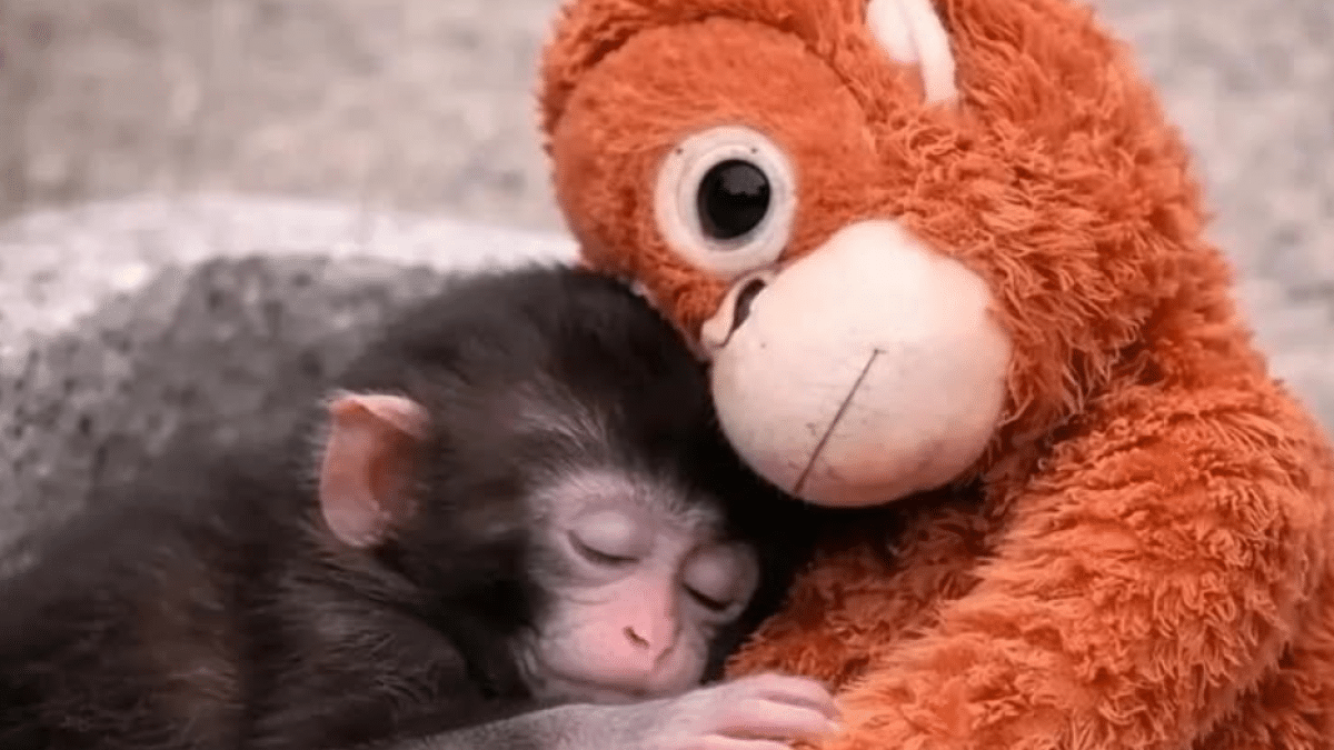 Punch, el monito que ha conquistado internet con su inseparable peluche