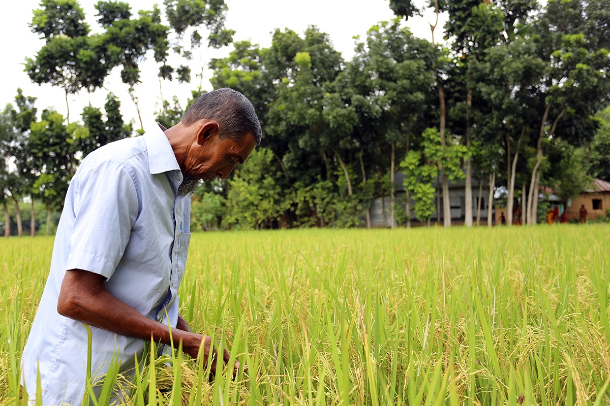 Bangladesh impulsa la agricultura sostenible con sus primeros créditos de carbono agroforestales